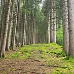 Bergliebe